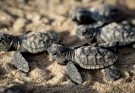 Paulista organiza caminhada de filhotes de tartarugas marinhas nesta quinta-feira (21)